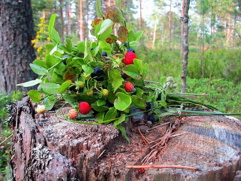Які ягоди можна їсти та збирати в лісі?